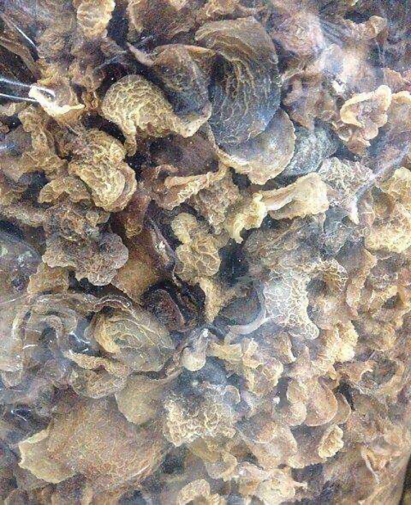 竹耳又名羊肚耳
