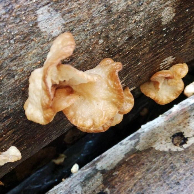 竹耳又名羊肚耳