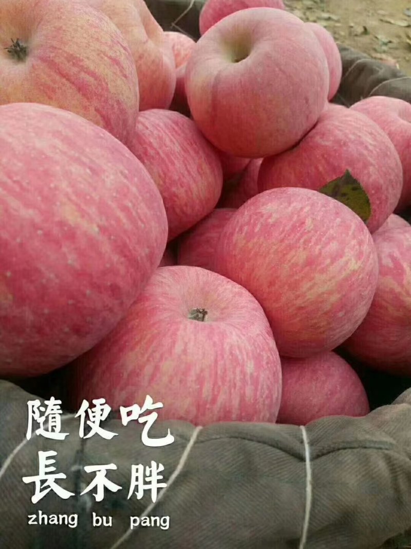 洛川苹果