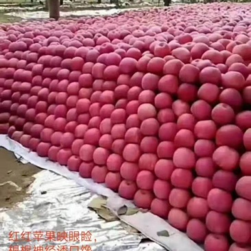 洛川苹果