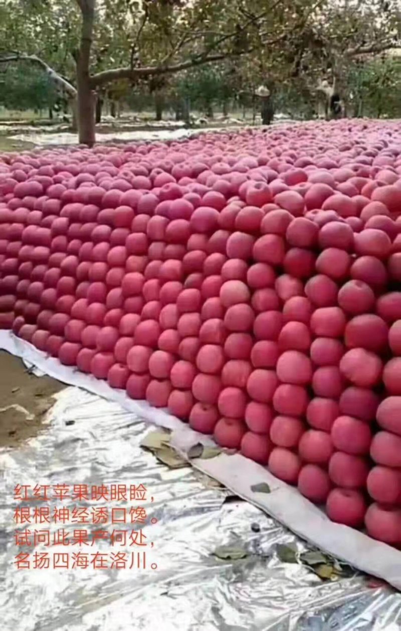洛川苹果