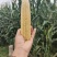 云南水果玉米甜脆玉米生吃爆浆玉米
