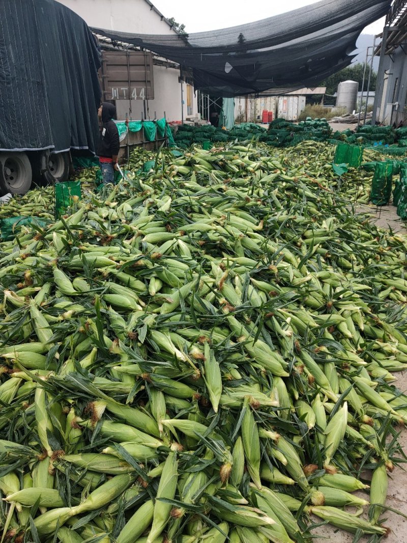 云南水果玉米甜脆玉米生吃爆浆玉米