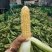云南水果玉米甜脆玉米生吃爆浆玉米