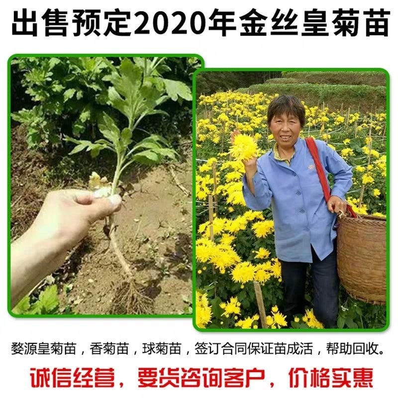 金丝皇菊苗大朵菊花苗婺源菊花苗菊花苗