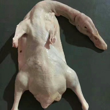 白条鸭