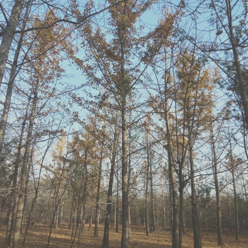 银杏树，银杏实生树，嫁接树，银杏树苗，