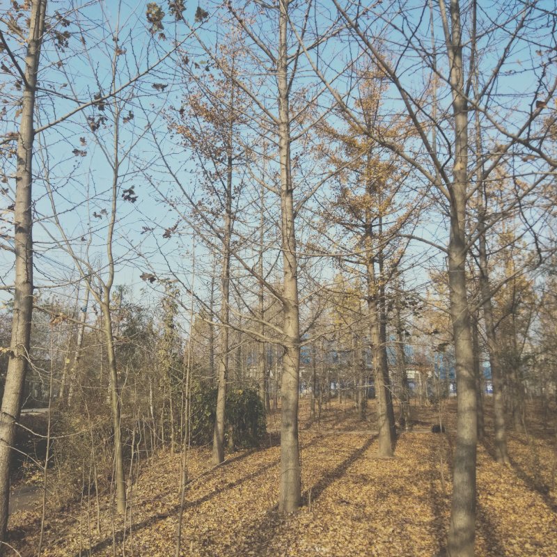 银杏树，银杏实生树，嫁接树，银杏树苗，
