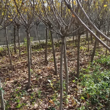 我苗木园常年，樱花，早樱花晚樱花
