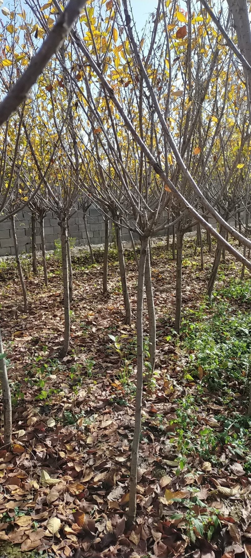 我苗木园常年，樱花，早樱花晚樱花