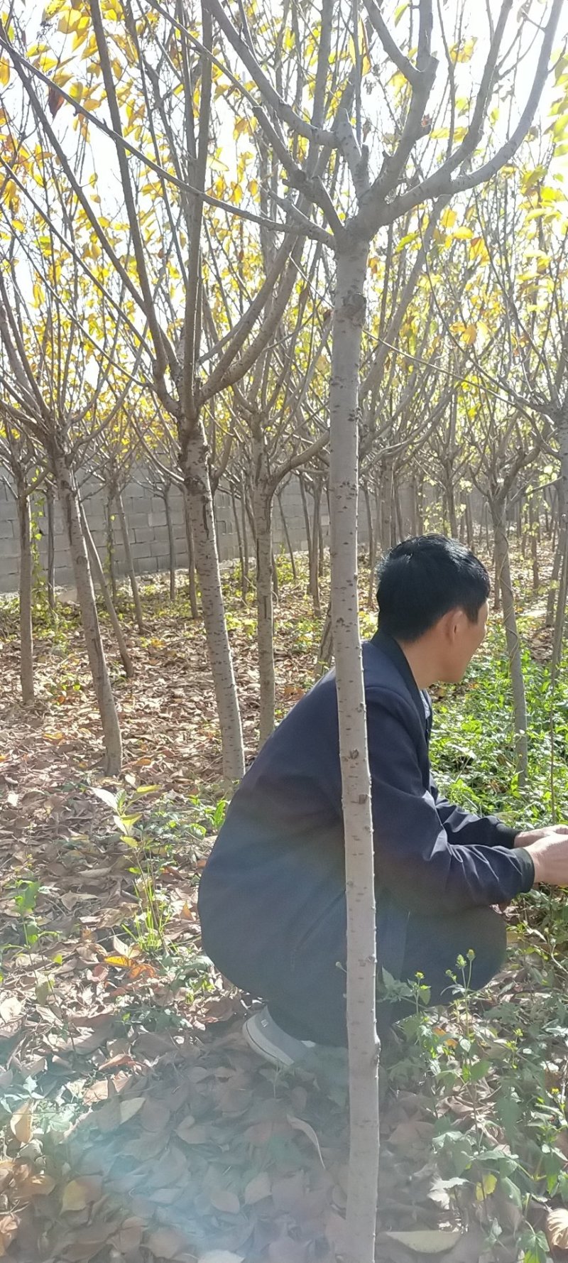 我苗木园常年，樱花，早樱花晚樱花