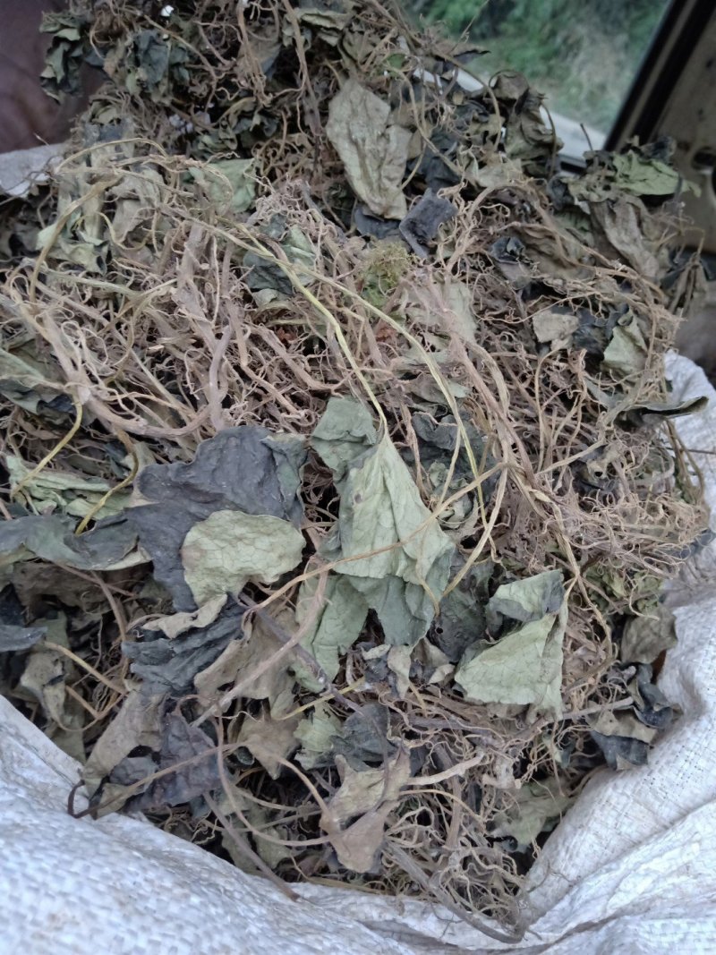大叶野生金钱草全草干货今年新货