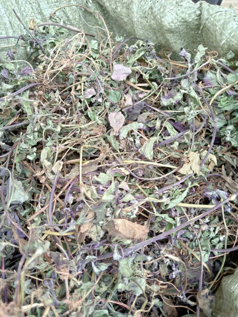 大叶野生金钱草全草干货今年新货