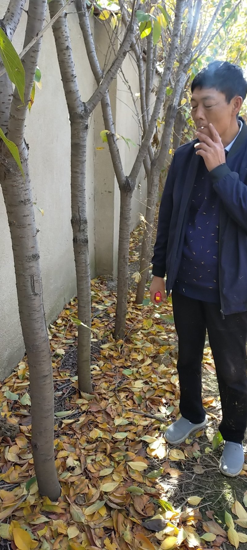 我苗木园常年，樱花，早樱花晚樱花