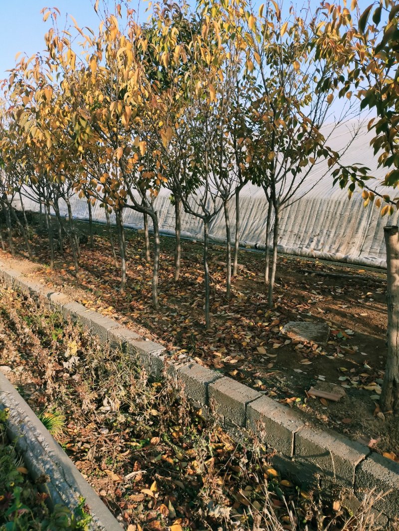 我苗木园常年，樱花，早樱花晚樱花