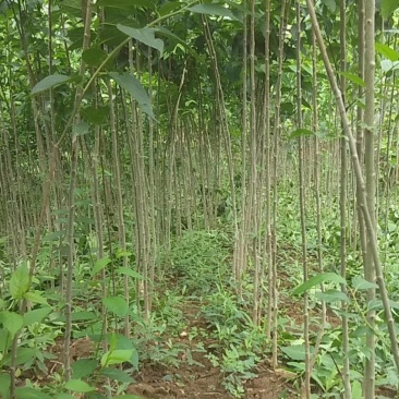 杜仲大量现货供应可以实地考察