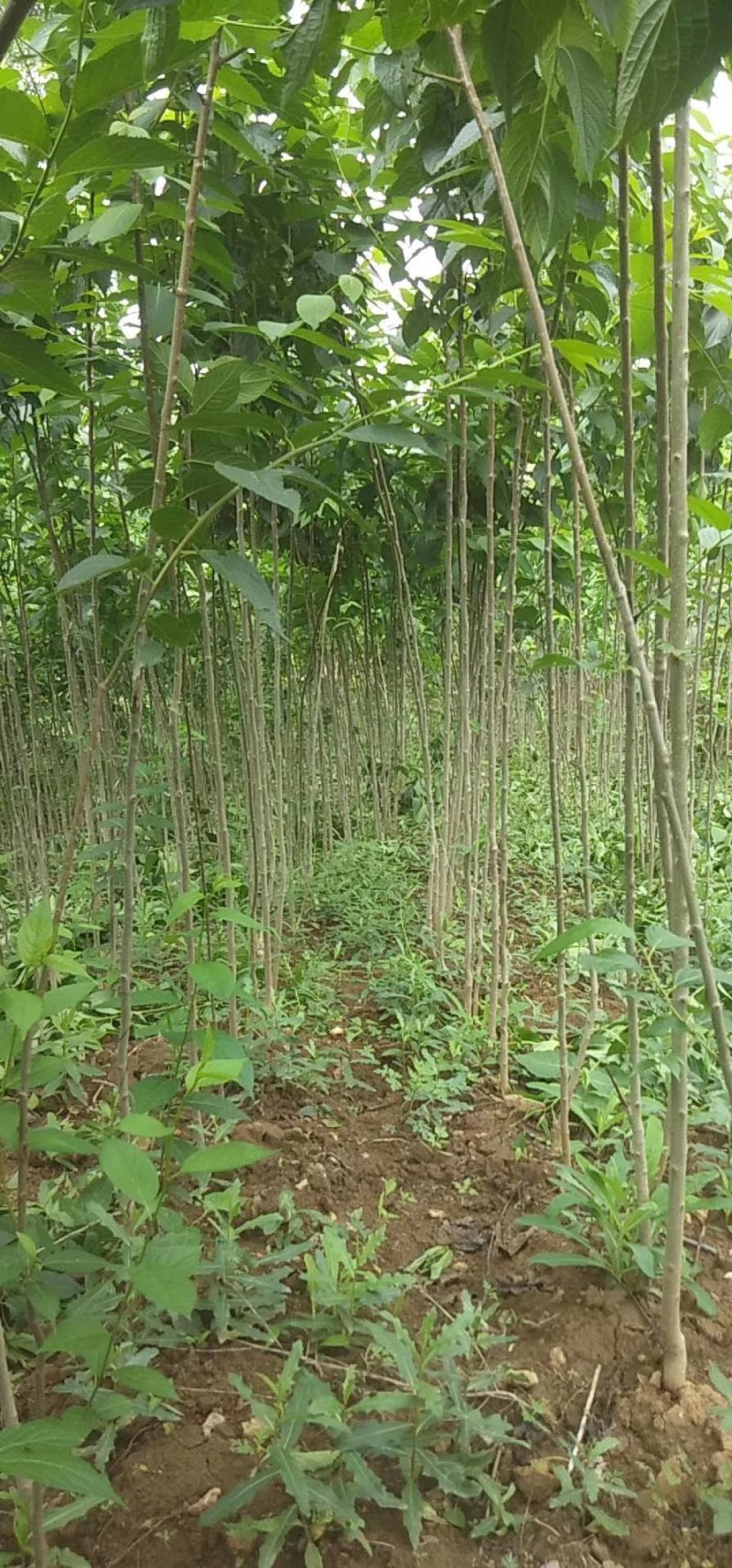 杜仲大量现货供应可以实地考察