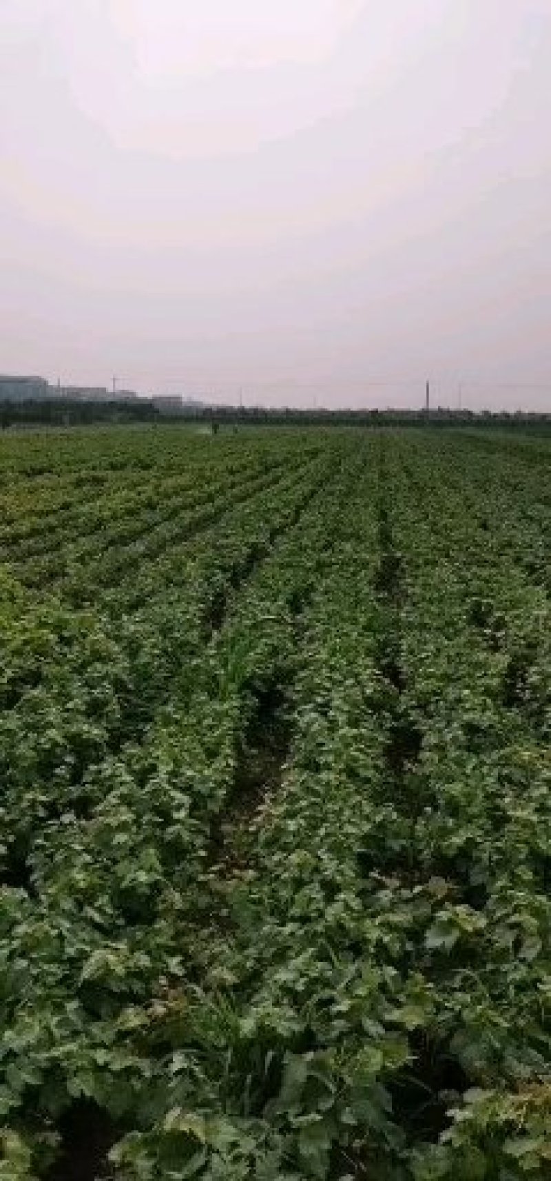 红宝石葡萄苗《丰泰苗木》葡萄苗38年专业质壮苗纯