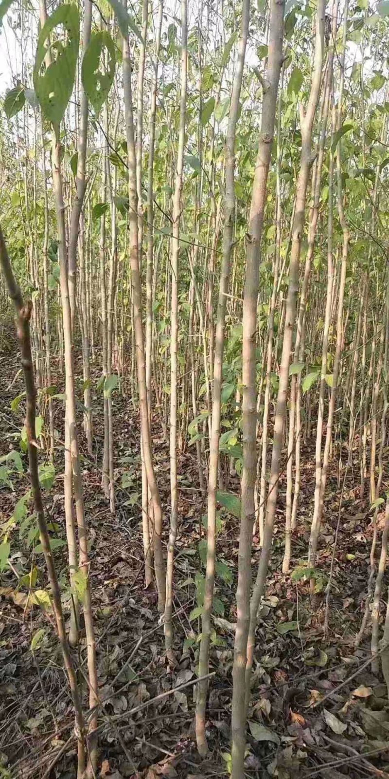 杜仲树苗0.8-1-2公分，大量现货供应可以实地考察