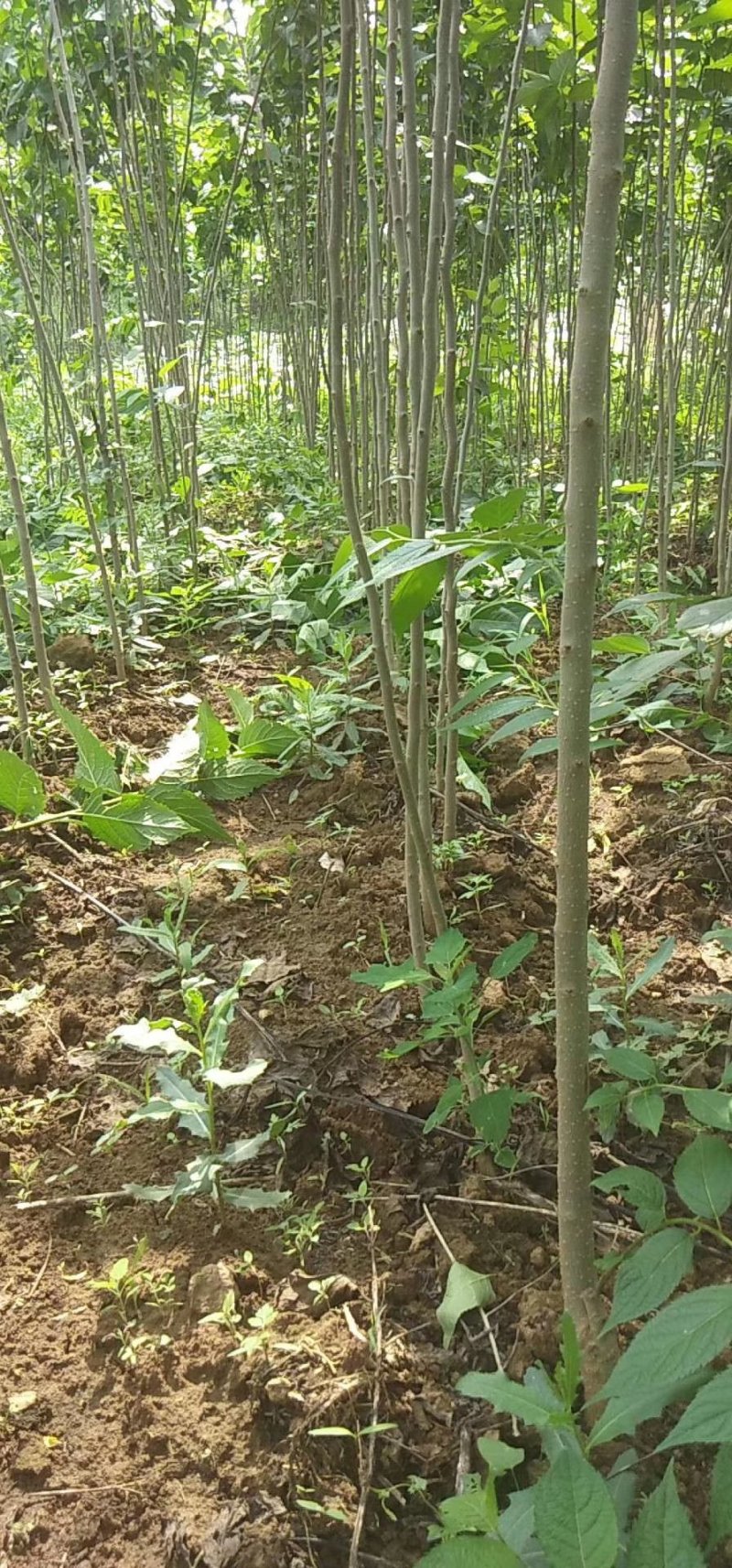杜仲树苗0.8-1-2公分，大量现货供应可以实地考察
