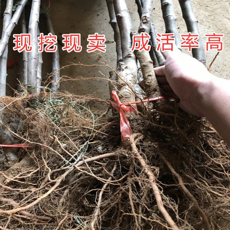 红肉苹果苗嫁接苹果树苗红肉苹果苗盆栽地栽苹果苗南北方种植