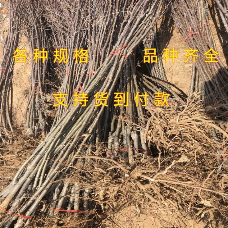 红肉苹果苗嫁接苹果树苗红肉苹果苗盆栽地栽苹果苗南北方种植