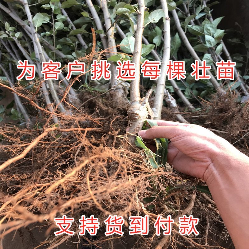 红肉苹果苗嫁接苹果树苗红肉苹果苗盆栽地栽苹果苗南北方种植