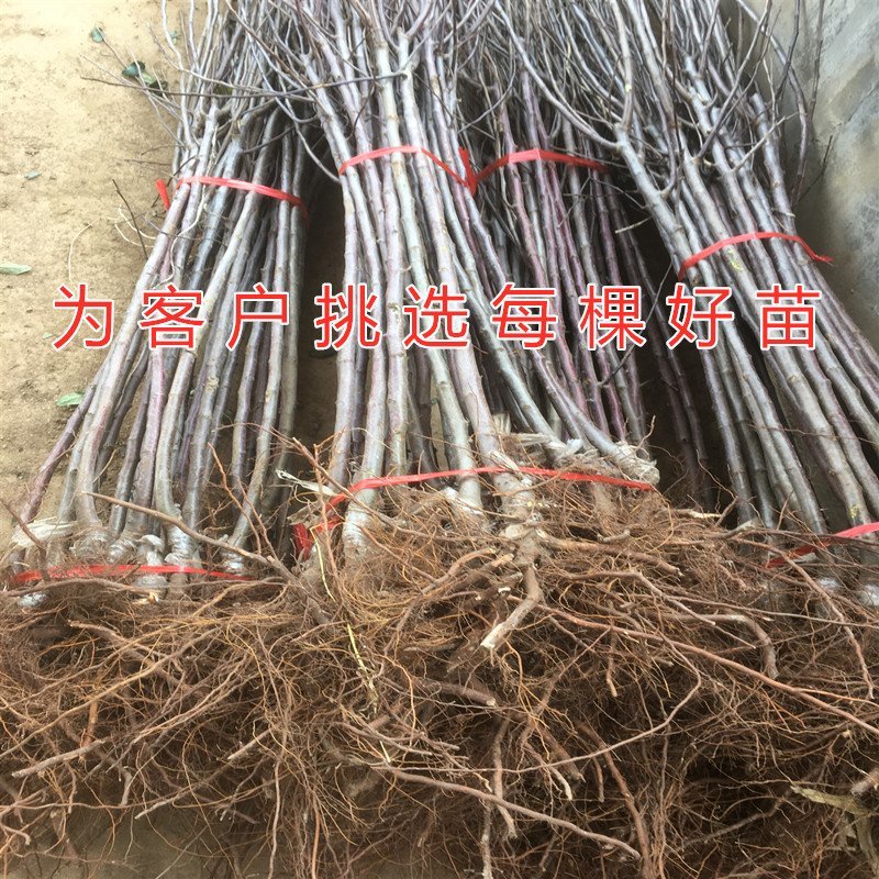 红肉苹果苗嫁接苹果树苗红肉苹果苗盆栽地栽苹果苗南北方种植