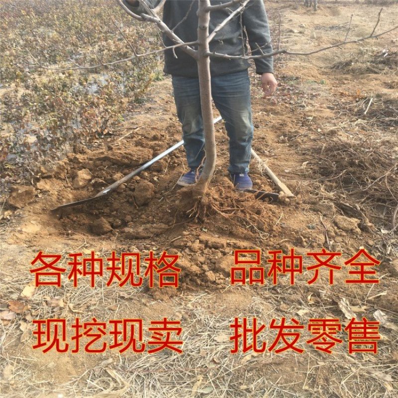 红肉苹果苗嫁接苹果树苗红肉苹果苗盆栽地栽苹果苗南北方种植