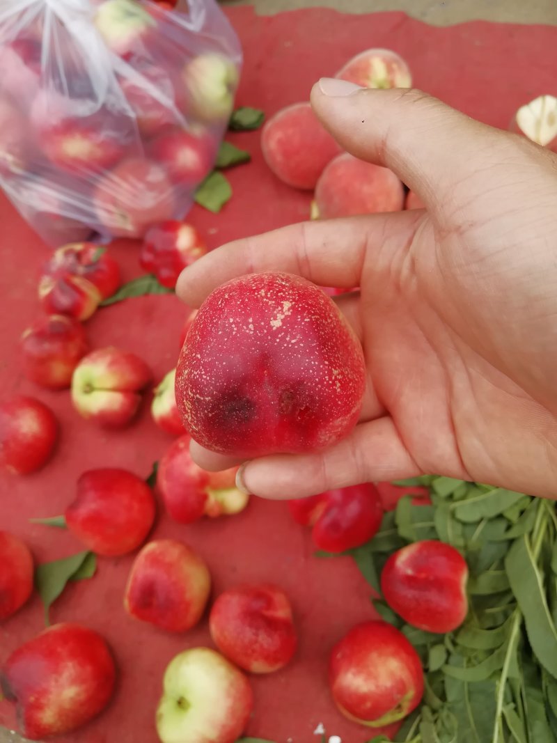 毛桃树苗嫁接桃树砧木占地赔偿树种山东桃树苗