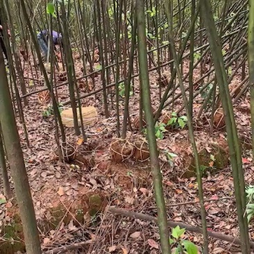 香樟