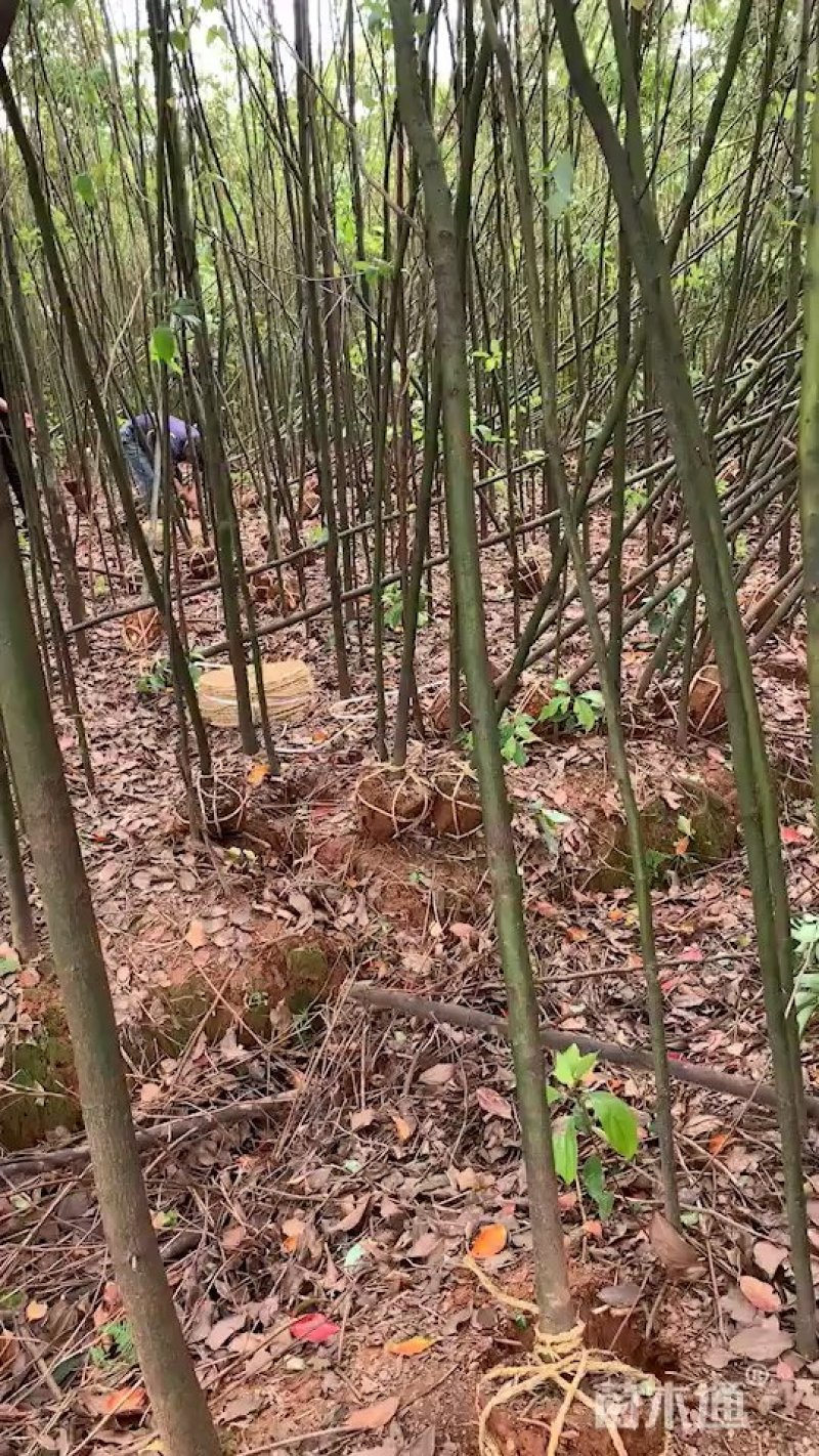 香樟
