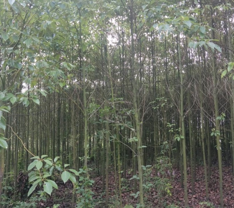 香樟