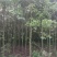 香樟