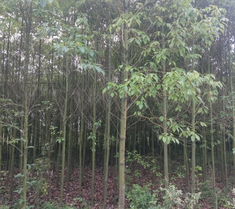 香樟