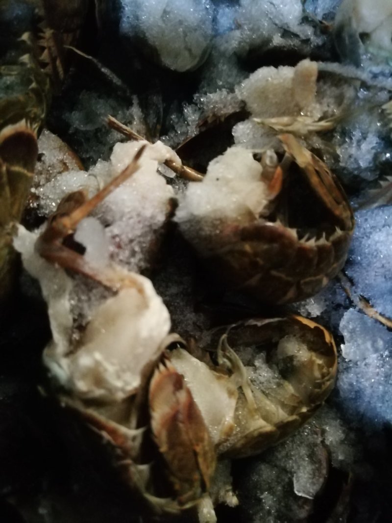 虾尾，食用，通货规格不分大小，40个～70个/斤，
