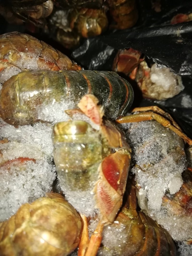 虾尾，食用，通货规格不分大小，40个～70个/斤，