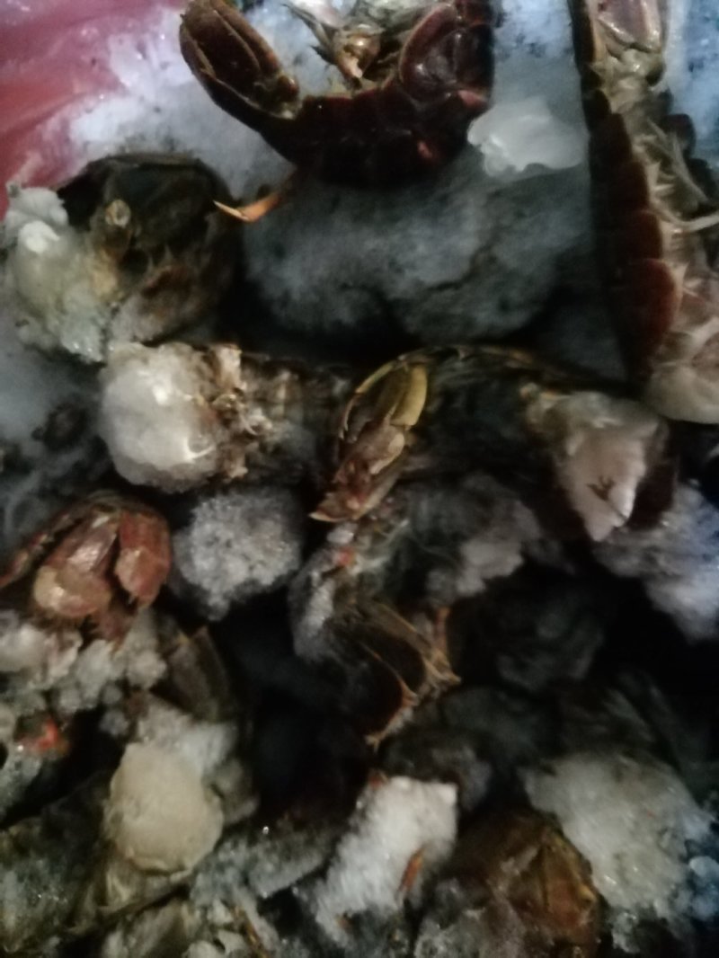 虾尾，食用，通货规格不分大小，40个～70个/斤，
