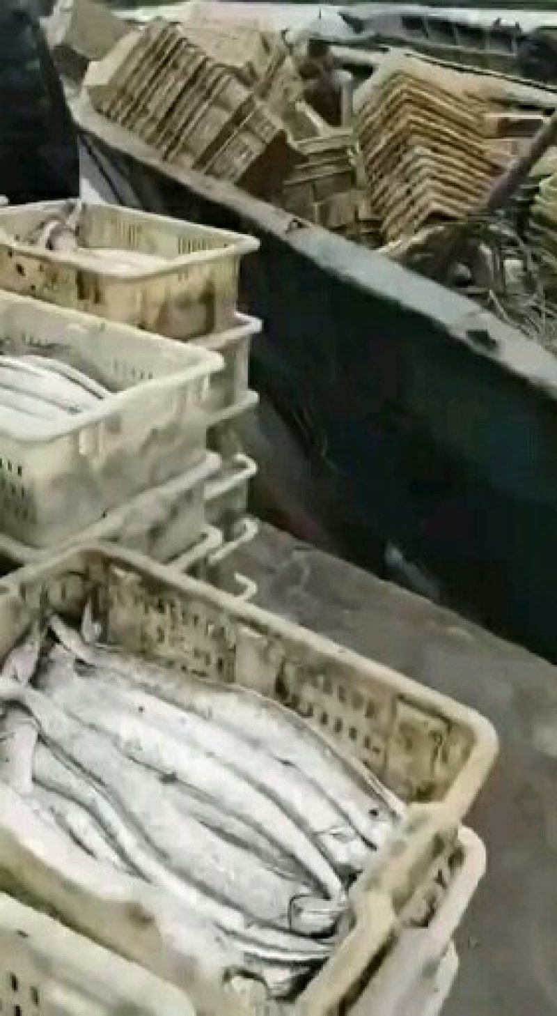 渤海湾刀鱼
