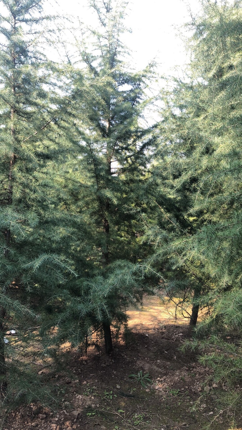雪松