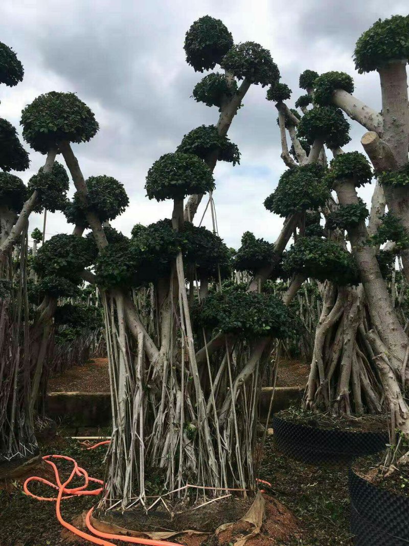 榕树