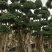 榕树