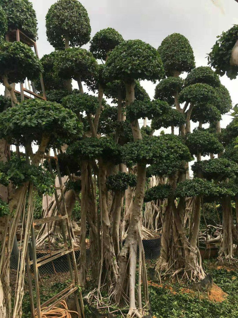 榕树