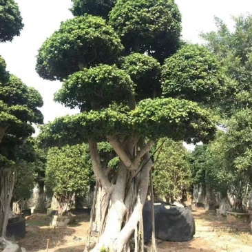 榕树