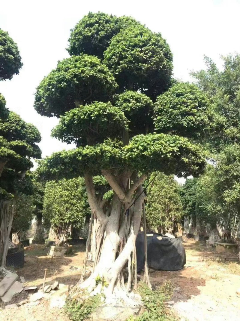 榕树
