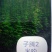 油麻藤，油麻藤杯苗，四川油麻藤批发、3米油麻藤价格