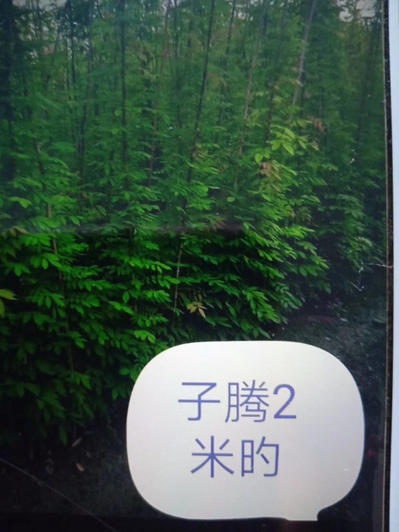 油麻藤，油麻藤杯苗，四川油麻藤批发、3米油麻藤价格