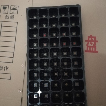 穴盘育苗盘32孔50孔72孔