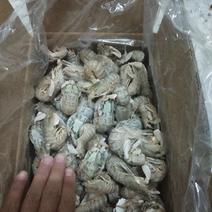 皮皮虾，一箱十斤，公母混规格