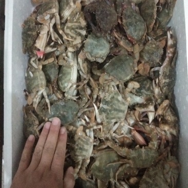 花盖蟹，一箱十斤，一两以上规格。